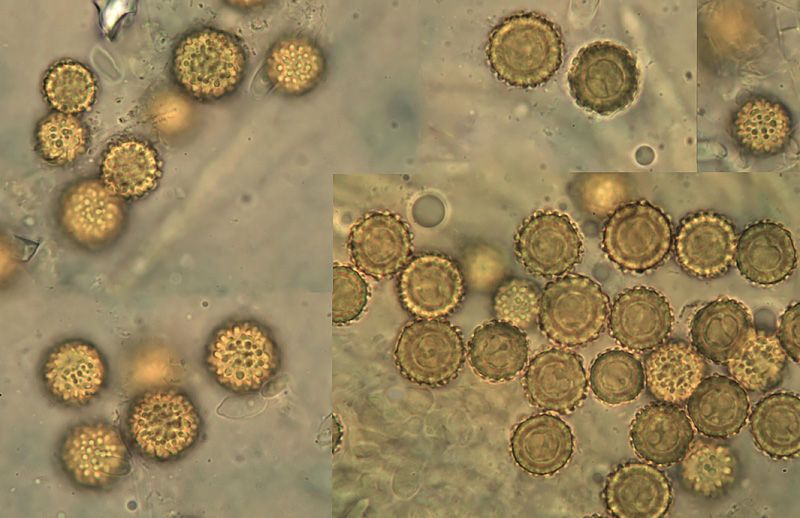 Hypomyces chrysospermus micro